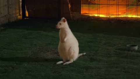 فيديو كنغر أبيض في حديقة العجائب بمدينة الجبيل السعودية