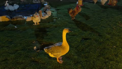 إوزة وطيور داجنة في حديقة العجائب الجبيل ليلاً