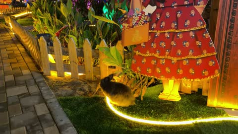 أرنب في عرض القرقيعان حديقة العجائب الجبيل السعودية