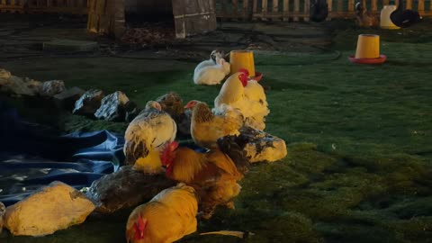 ديوك ودجاج في حديقة العجائب بالجبيل لقطة ليلية