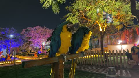 طيور المكاو في حديقة العجائب بالجبيل ليلاً