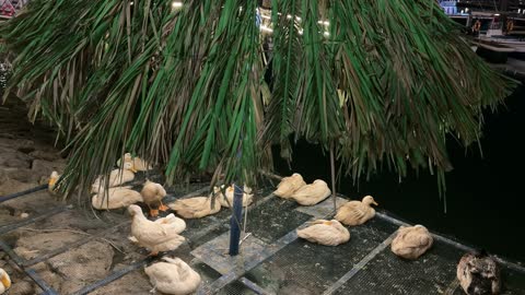 Ducks Resting Alwan Al Jubail Saudi Arabia Night Footage