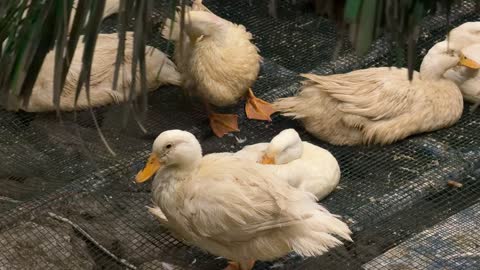 White Ducks Preening at Colors of Jubail Event