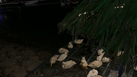 طيور البط في فعالية ألوان الجبيل فيديو ليلي