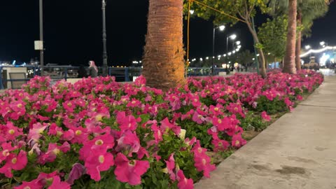 Pink Flowers at Jubail Waterfront Night Video