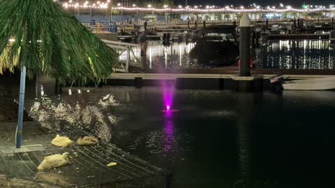 Al-Fanateer Marina Jubail Ducks and Fountain Night Video
