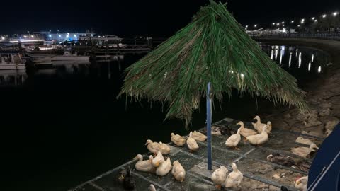White Ducks at Al Jubail Marina Night Footage