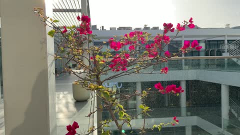 أزهار الجهنمية الوردية على شرفة حديثة في مركز طبي