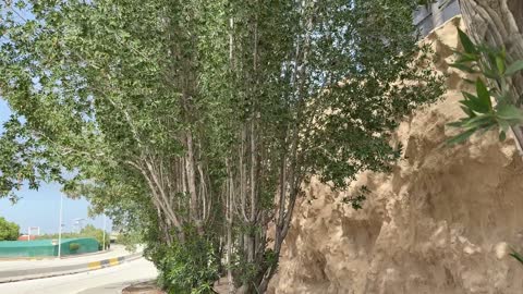 Green Trees and Stone Wall Outdoor Panning Shot