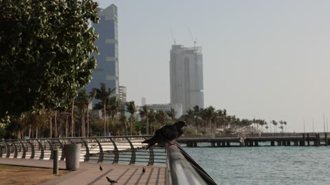 حمامة على سياج كورنيش جدة الواجهة البحرية السعودية