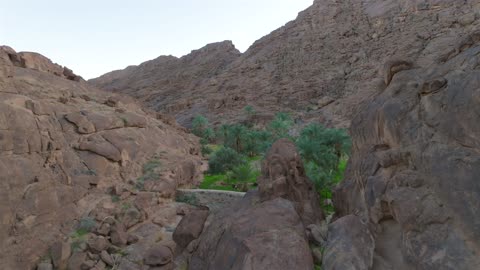 Mountain Valley Palm Tree Oasis Aerial Drone Footage