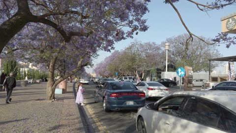 Jacaranda Trees in Abha Saudi Arabia Street Traffic