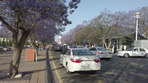 Jacaranda Trees Art Street Abha Saudi Arabia Traffic