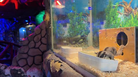 Sugar Glider Eating Inside Glass Enclosure Stock Footage