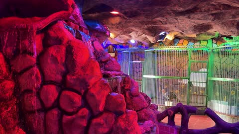Artificial Cave Zoo with Waterfall and Animals Footage
