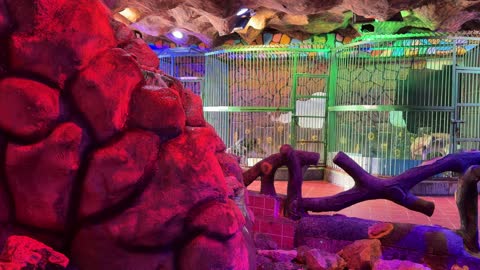 Indoor Wildlife Exhibit with Artificial Rocks and Lighting