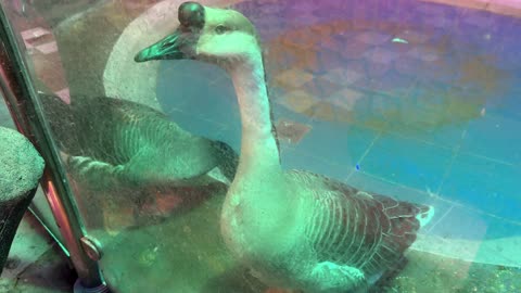 A large duck is resting in an indoor pond.