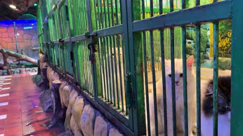 Long Haired Cats in Indoor Cages Pet Shop Video