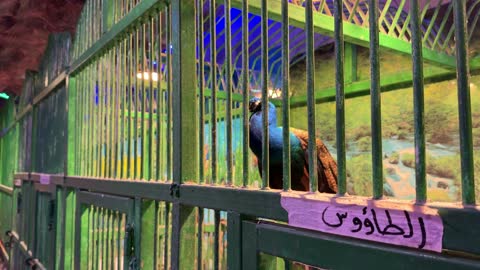 Blue Peacock Inside Green Zoo Cage Footage