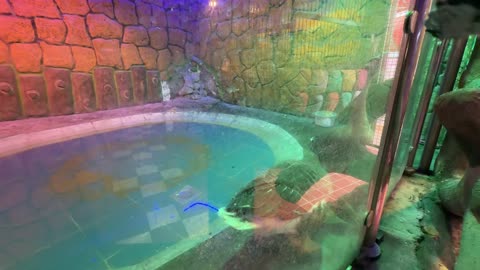 Large Turtle Resting in Indoor Aquarium Enclosure