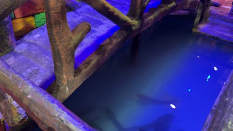 Catfish Swimming in Indoor Pond with Blue Lighting