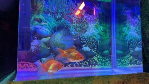 Goldfish Swimming in Neon Lighted Aquarium Video