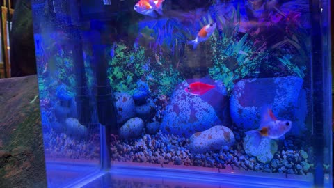 Goldfish Swimming in Aquarium with Blue LED Light