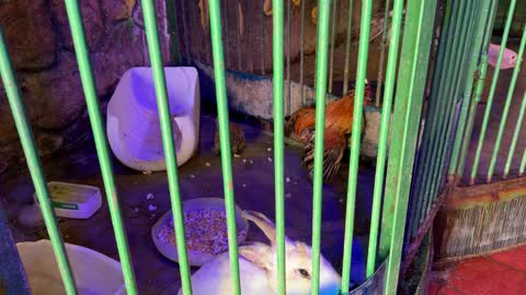 Rabbits and Rooster in Cage Indoor Video