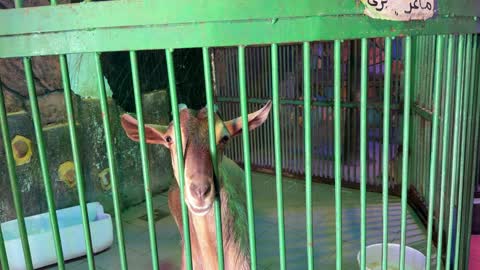 Wild Goat in Green Cage Indoor Zoo Video