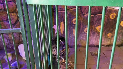 Domestic Turkey Standing Inside Green Metal Cage