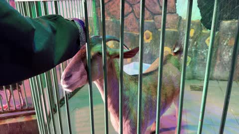 Brown Goat in Enclosure Petted by Hand Video