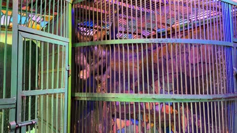 Chimpanzee Inside Metal Zoo Enclosure Video Footage