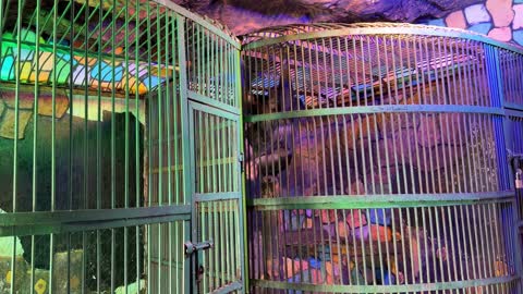 Chimpanzee Inside Indoor Metal Zoo Cage Enclosure