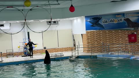 Sea Lion Performance Indoor Aquatic Center Pool Video