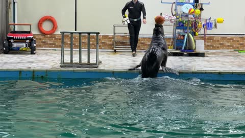 Sea Lion Balancing Basketball Performance in Aquatic Park