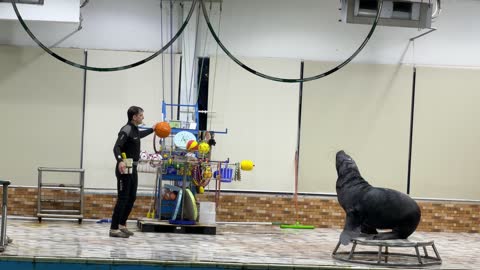 Sea Lion Trainer Basketball Balance Animal Show