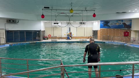Dolphin Trainer at Indoor Aquatic Facility Pool