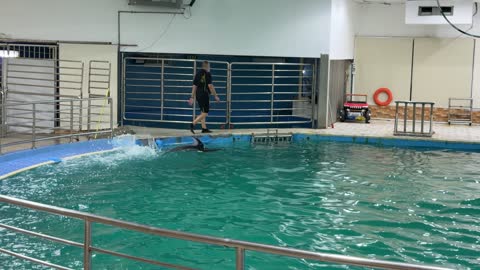 Dolphin Trainer Walking by Indoor Pool Video