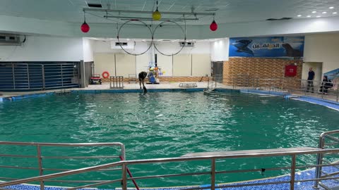 Dolphin Jumping During Indoor Show at Dolphin Village