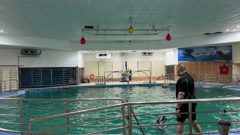Dolphin Training Session at Dolphin Village Indoor Pool