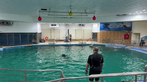 Dolphin Trainer Indoor Pool Performance Video