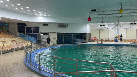 Dolphin Trainer Indoor Aquatic Pool Training Video