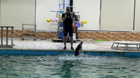 Dolphin Trainer At Indoor Pool Splashing Water Footage