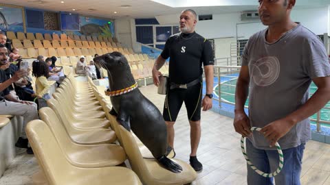 Sea Lion Show Performance at Indoor Aquatic Center