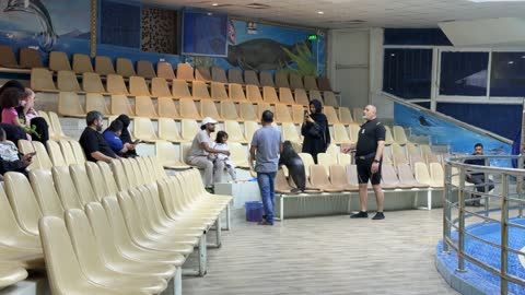 Seal Show Indoor Aquatic Theater Performance Video