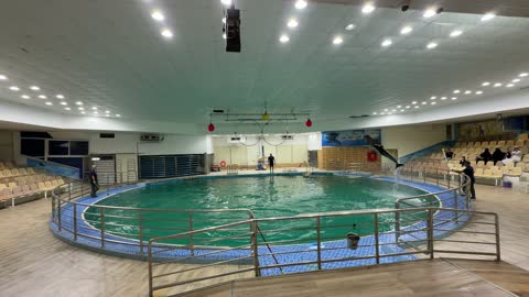 Indoor Dolphin Show Jumping Performance in Aquatic Pool