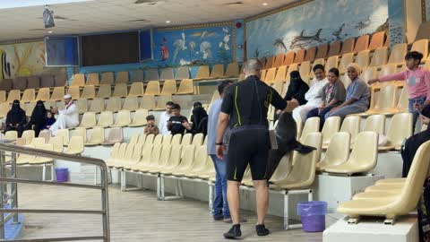 عرض أسد البحر في حديقة مائية بالسعودية