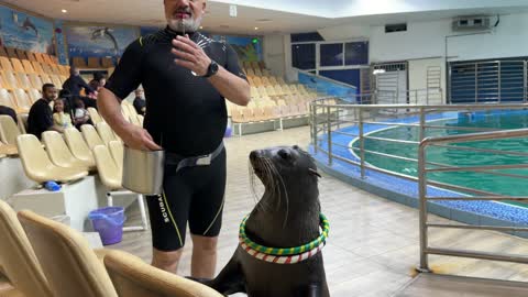 Video clips showcasing the performance of a sea lion at a water park.