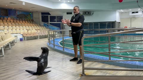 Seal Trainer Performance Indoor Aquarium Show