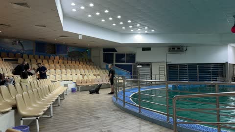 Sea Lion Performance with Trainer in Indoor Aquarium
